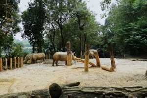 WHITE-RHINOCEROS (2)